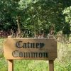Catneycommon