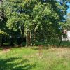 Catneycommon