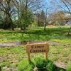 Catneycommon
